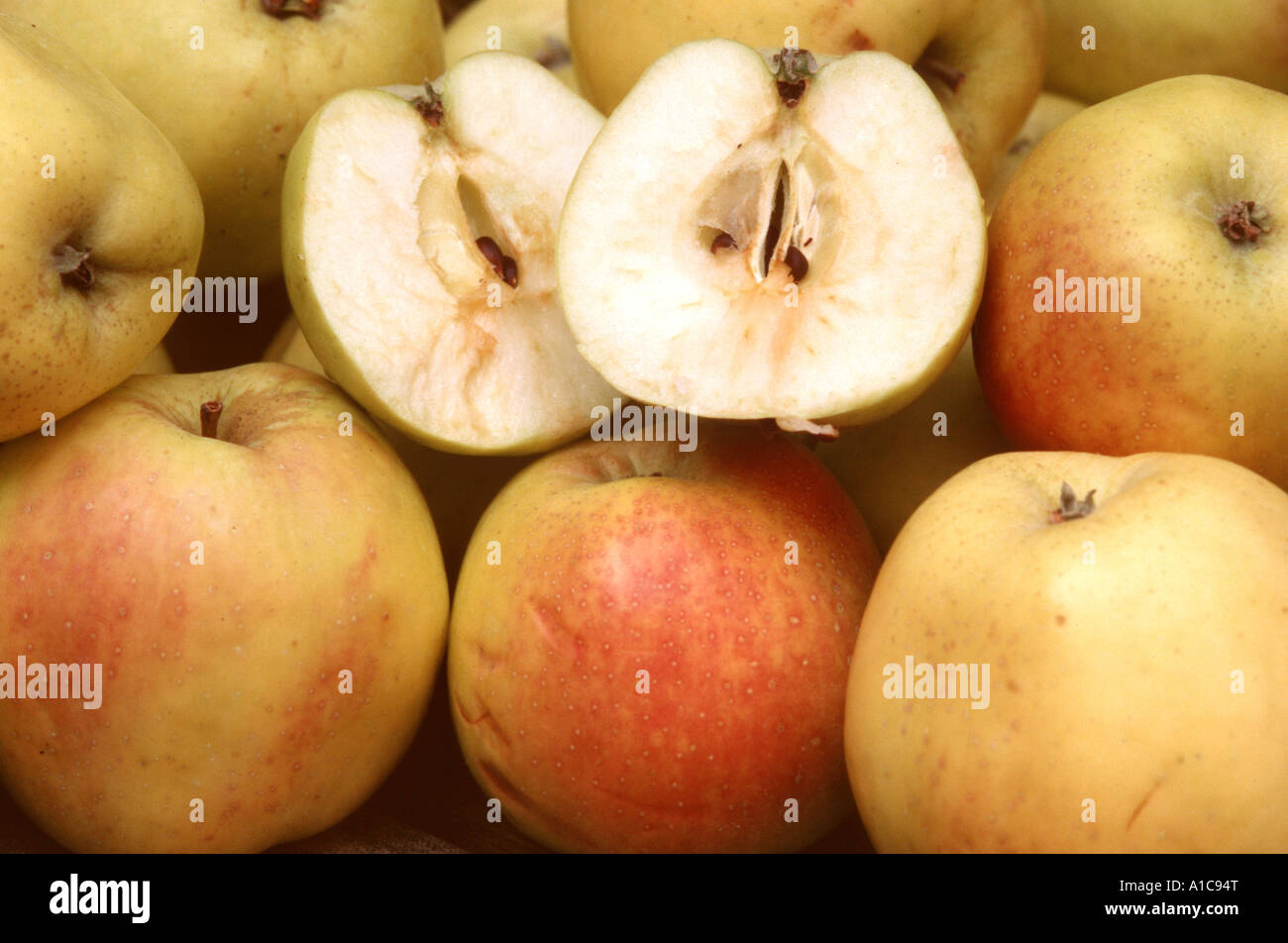 apple tree (Malus domestica 'Filippa', Malus domestica Filippa), apples ...