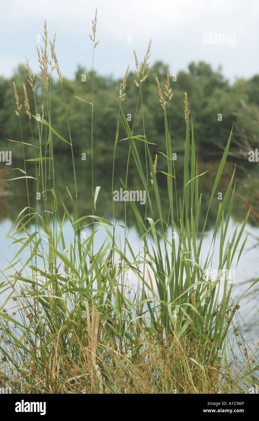 reed Canary grass (Phalaris arundinacea), blooming Stock Photo