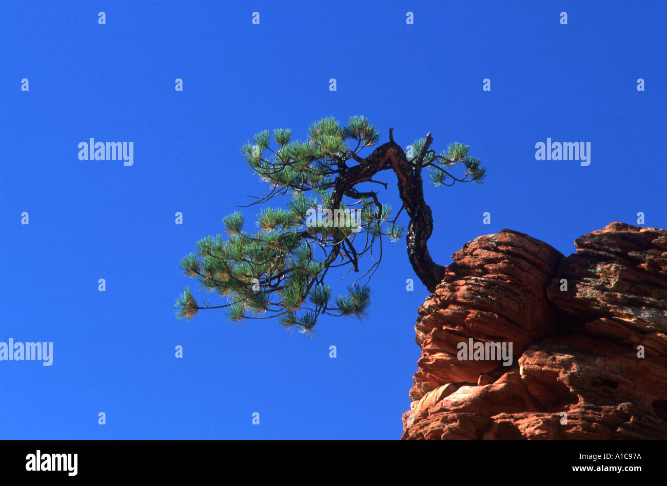 Single twisted pinyon pine tree on rock, Zion NP Utah USA, September 1999 Stock Photo