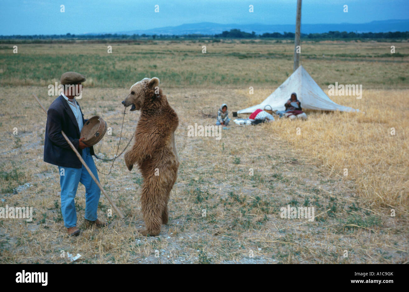 brown bear (Ursus arctos), dancing bear in Anatolia Stock Photo