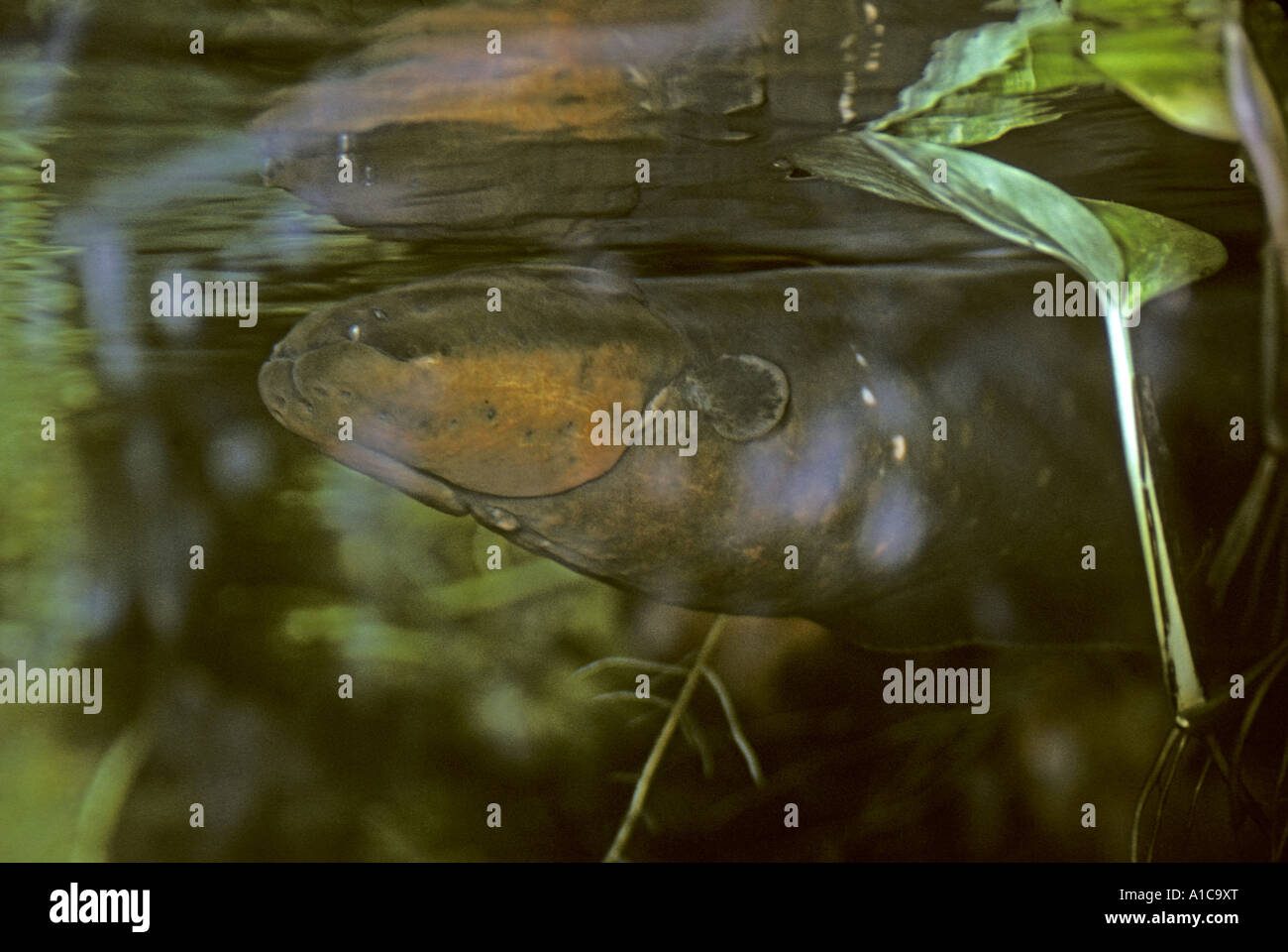 Electric Razor Fish electric knifefish (Electrophorus electricus), portrait Stock Photo - Alamy