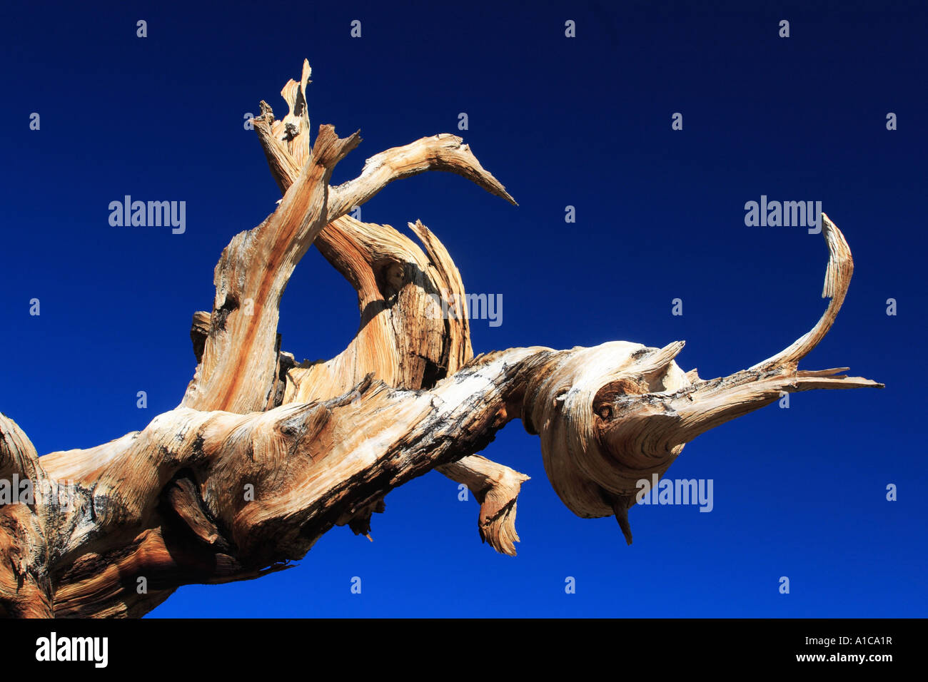 great basin bristlecone pine (Pinus longaeva), branch in front of blue sky, oldest plant species of the world, USA, California, Stock Photo