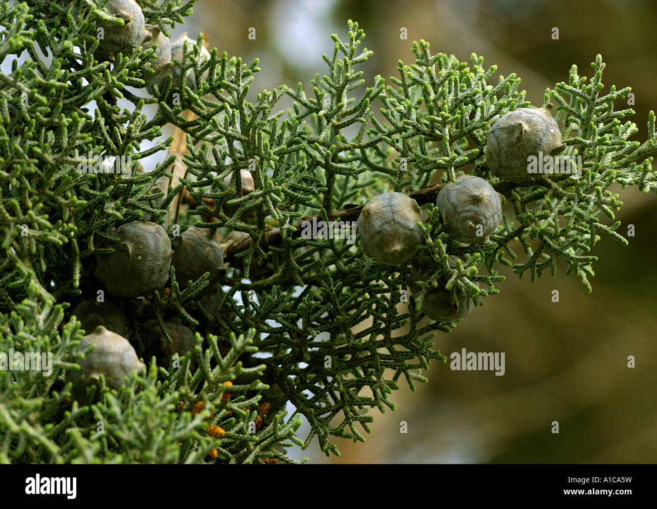 smooth Arizona cypress (Cupressus glabra, Cupressus arizonica ssp. glabra), twig with cones, Spain, Majorca Stock Photo