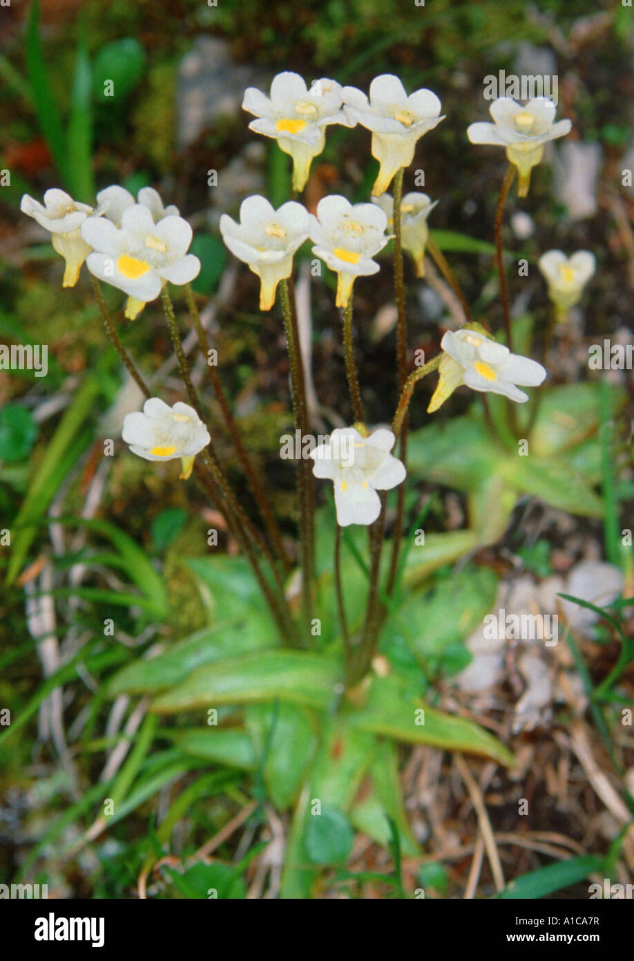 alpine butterwort (Pinguicula alpina), blooming Stock Photo