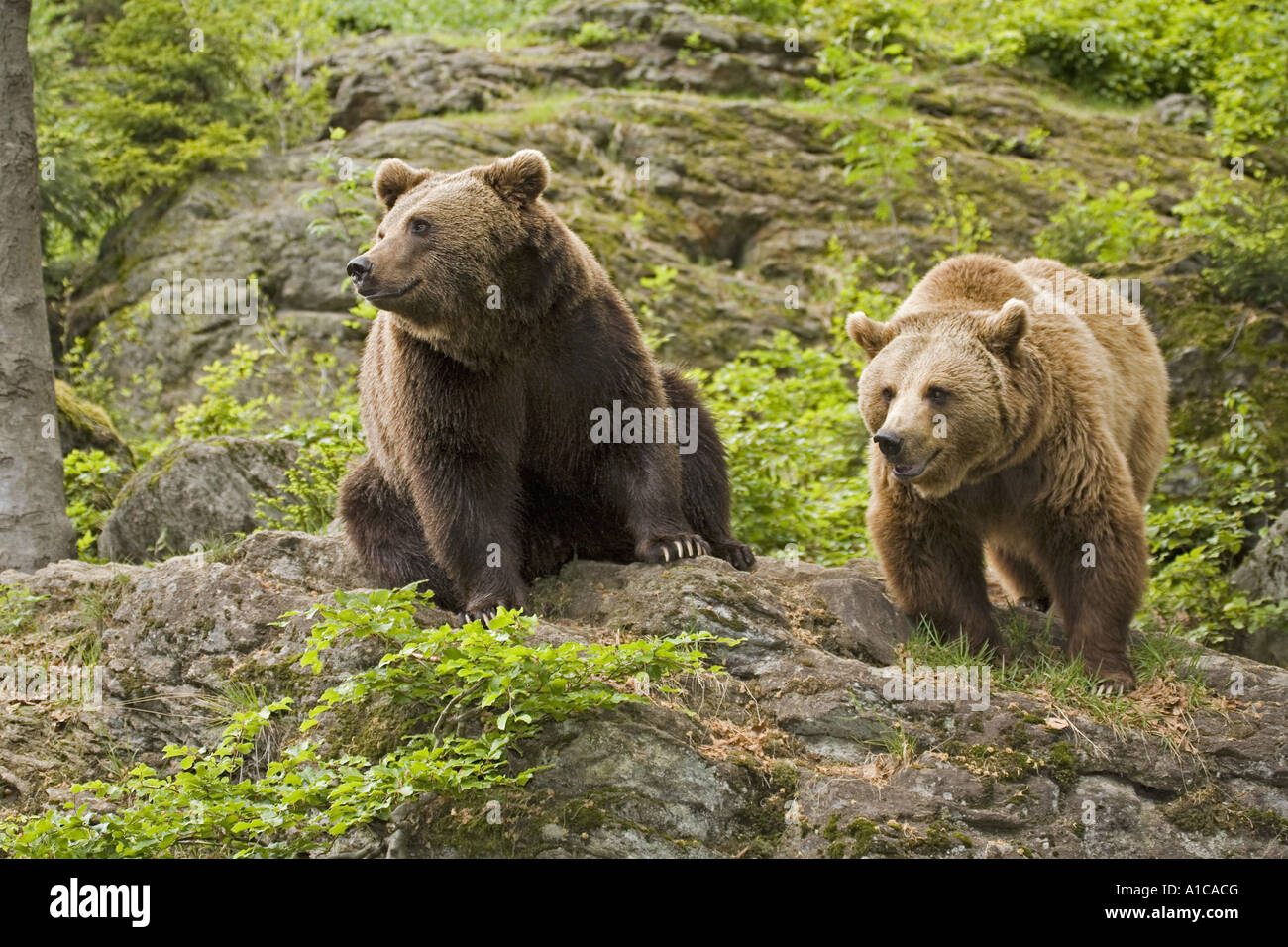 European brown bear (Ursus arctos arctos), two individuals Stock Photo ...