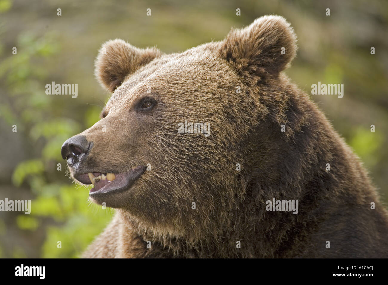 European brown bear (Ursus arctos arctos), young, portrait Stock Photo ...