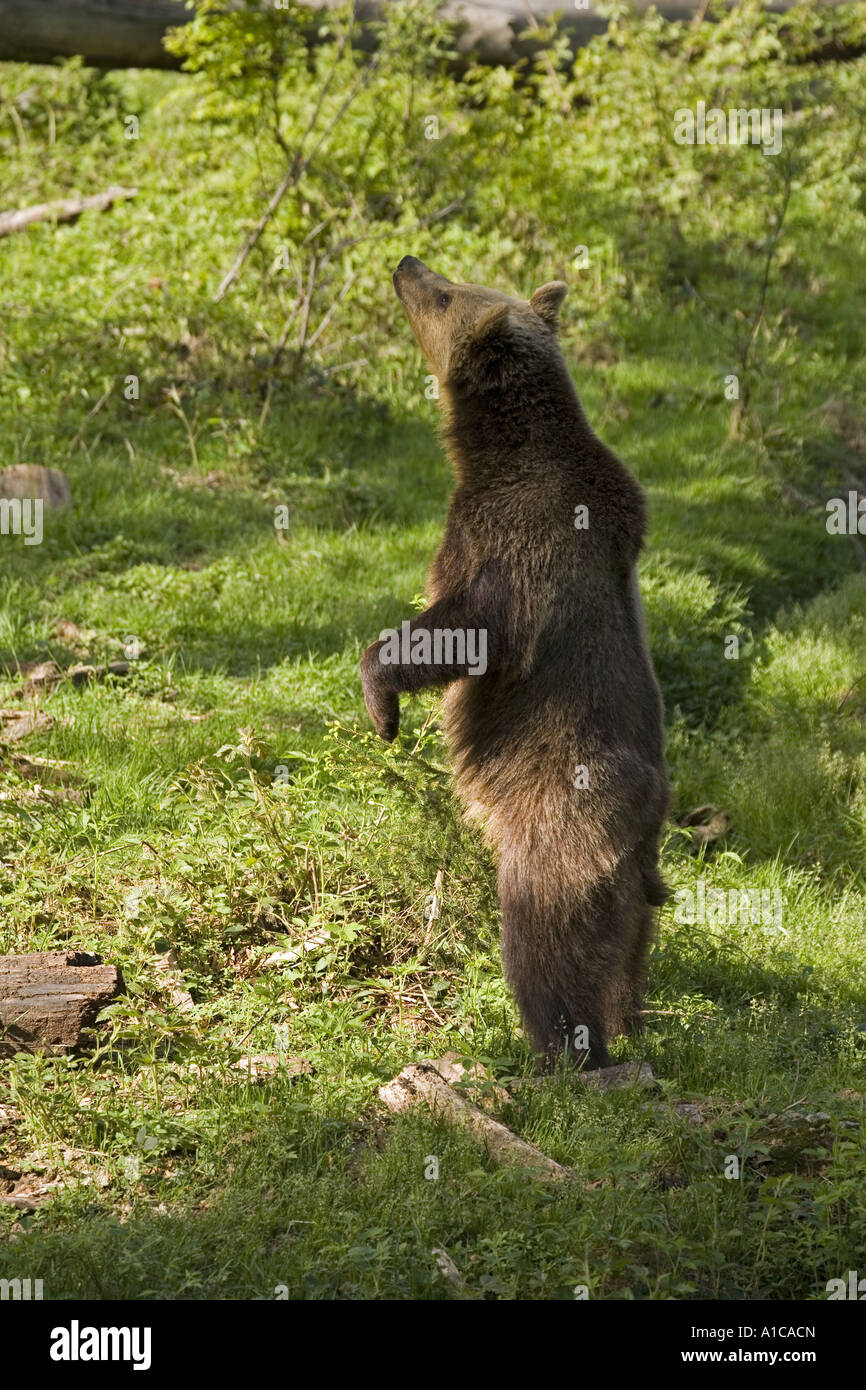 European brown bear (Ursus arctos arctos), young upright Stock Photo ...