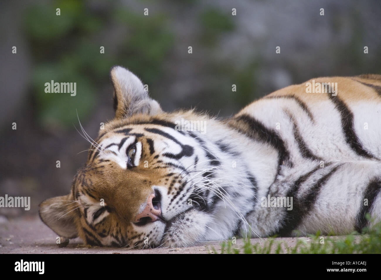 Siberian Tiger Amurian Tiger Panthera Tigris Altaica Sleepy Stock Photo Alamy