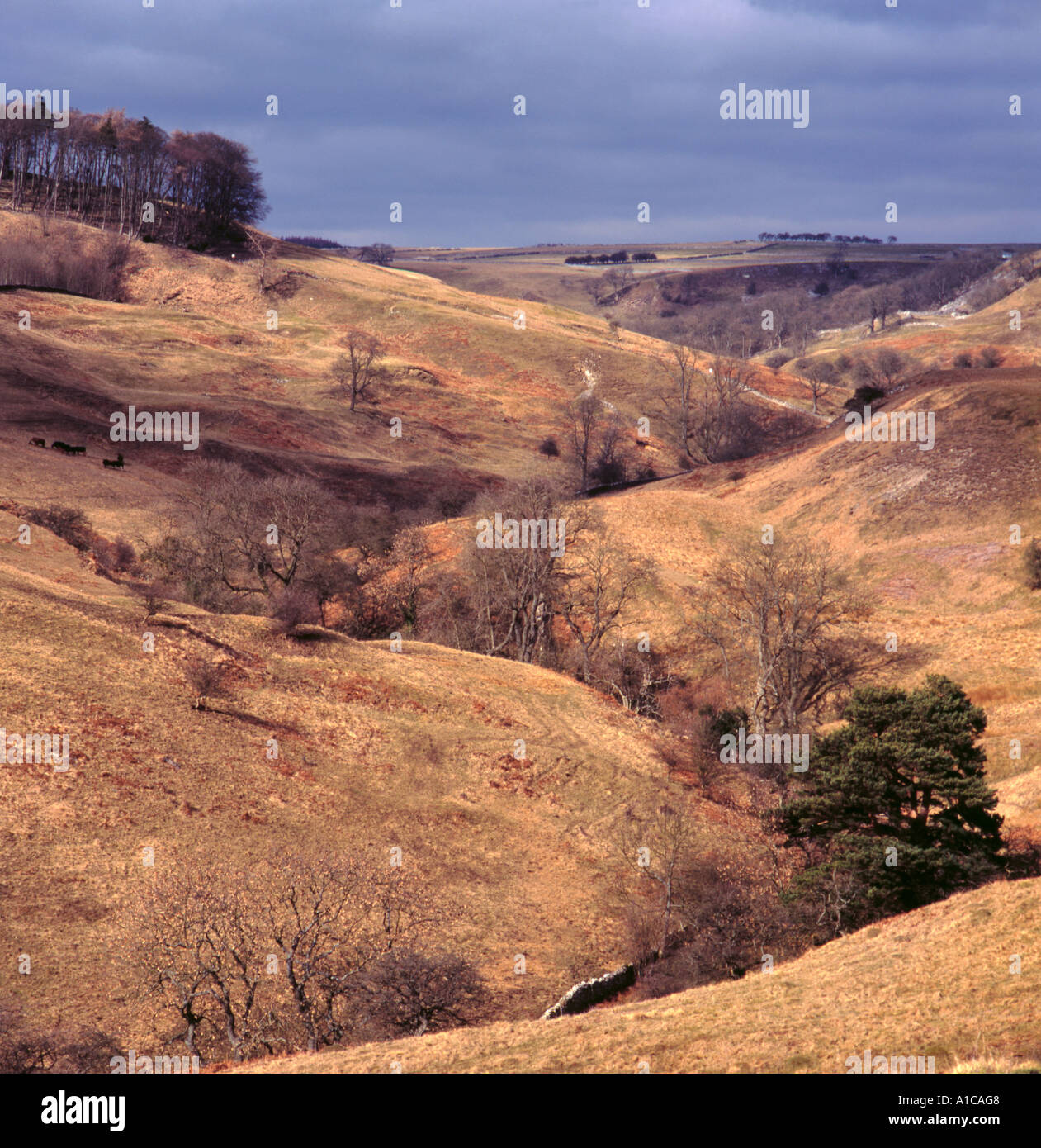 Classic interlocking spurs; Clapgate Gill near Marske, Swaledale