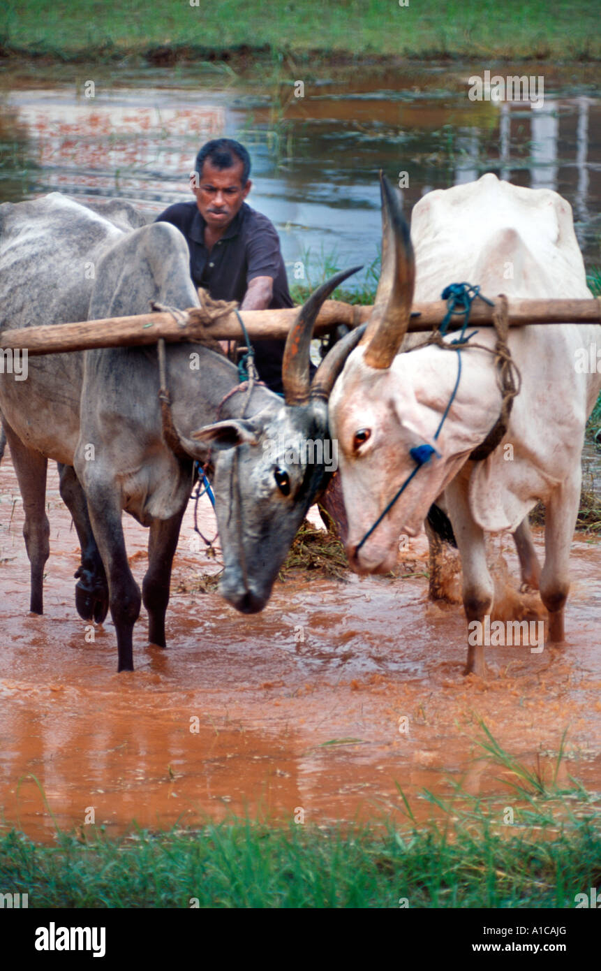 Indian farmer uses bullock drawn plough. Stock Photo