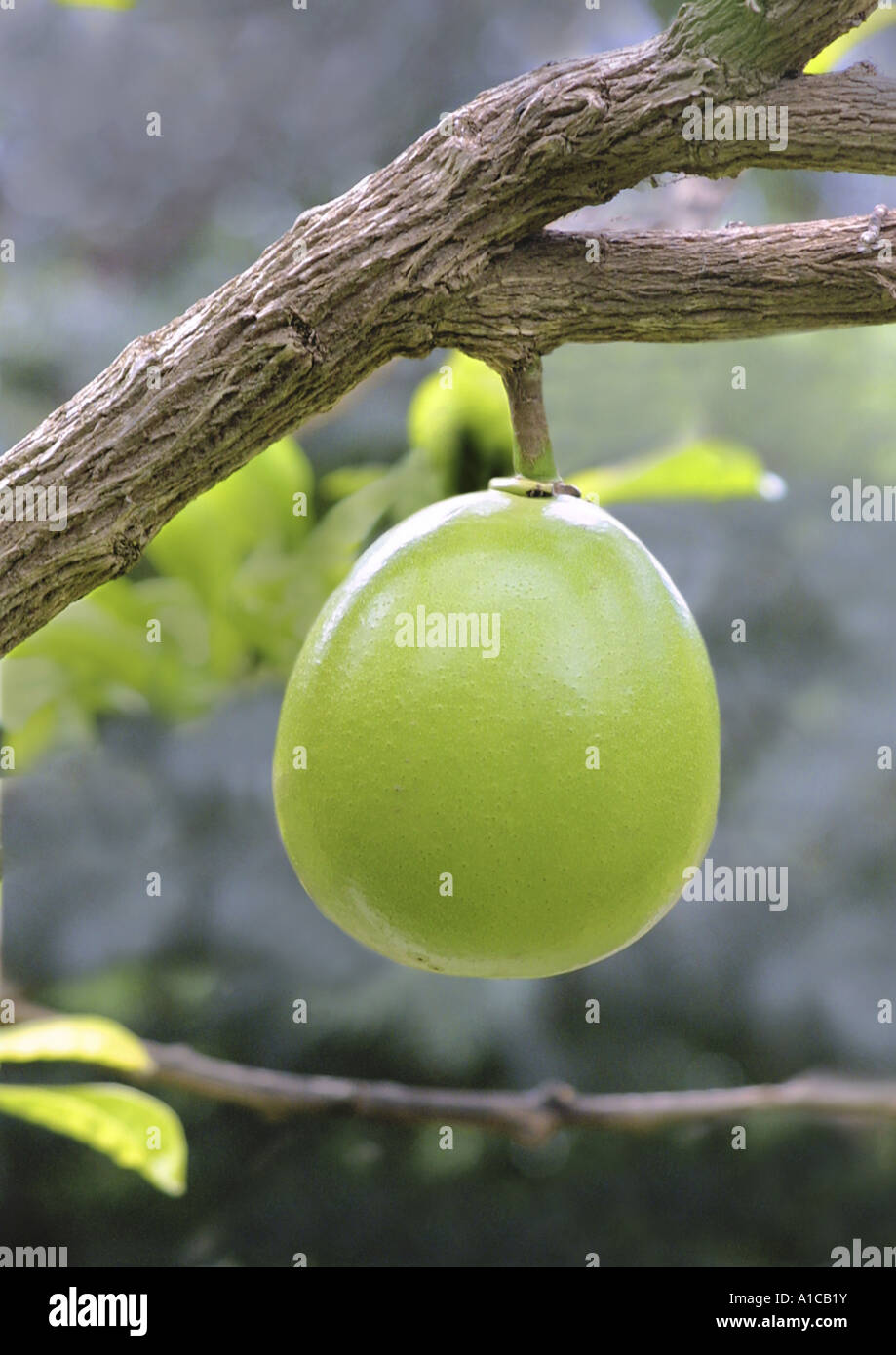 grapefruit (Citrus paradisi), unripe fruit Stock Photo - Alamy