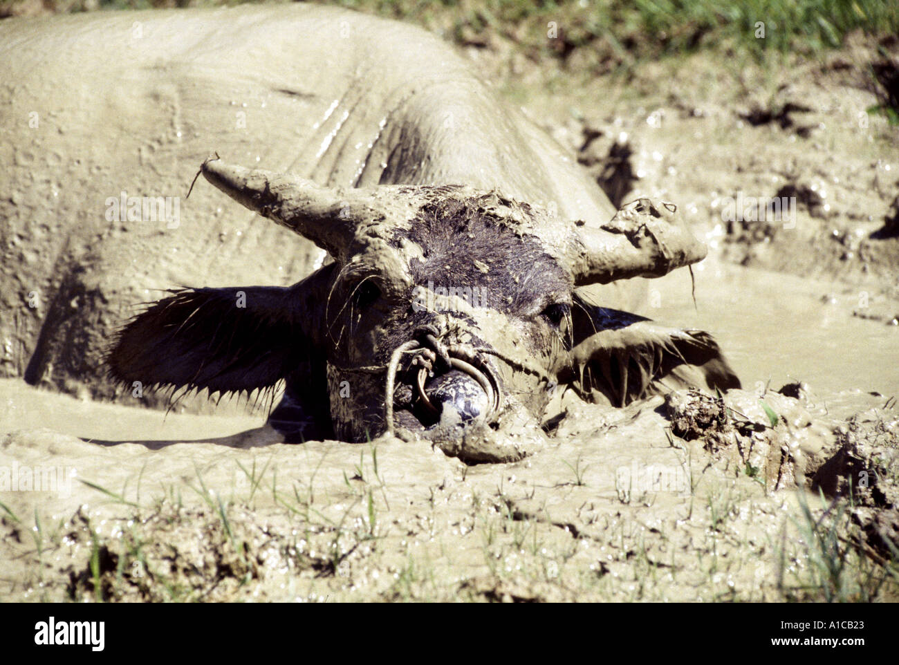 Mud Glorious Mud Water Buffalo Sulawesi Stock Photo - Alamy