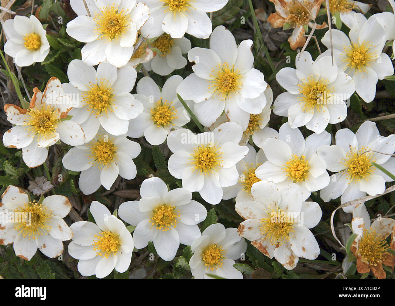 mountain avens (Dryas octopetala), flowers, top view Stock Photo