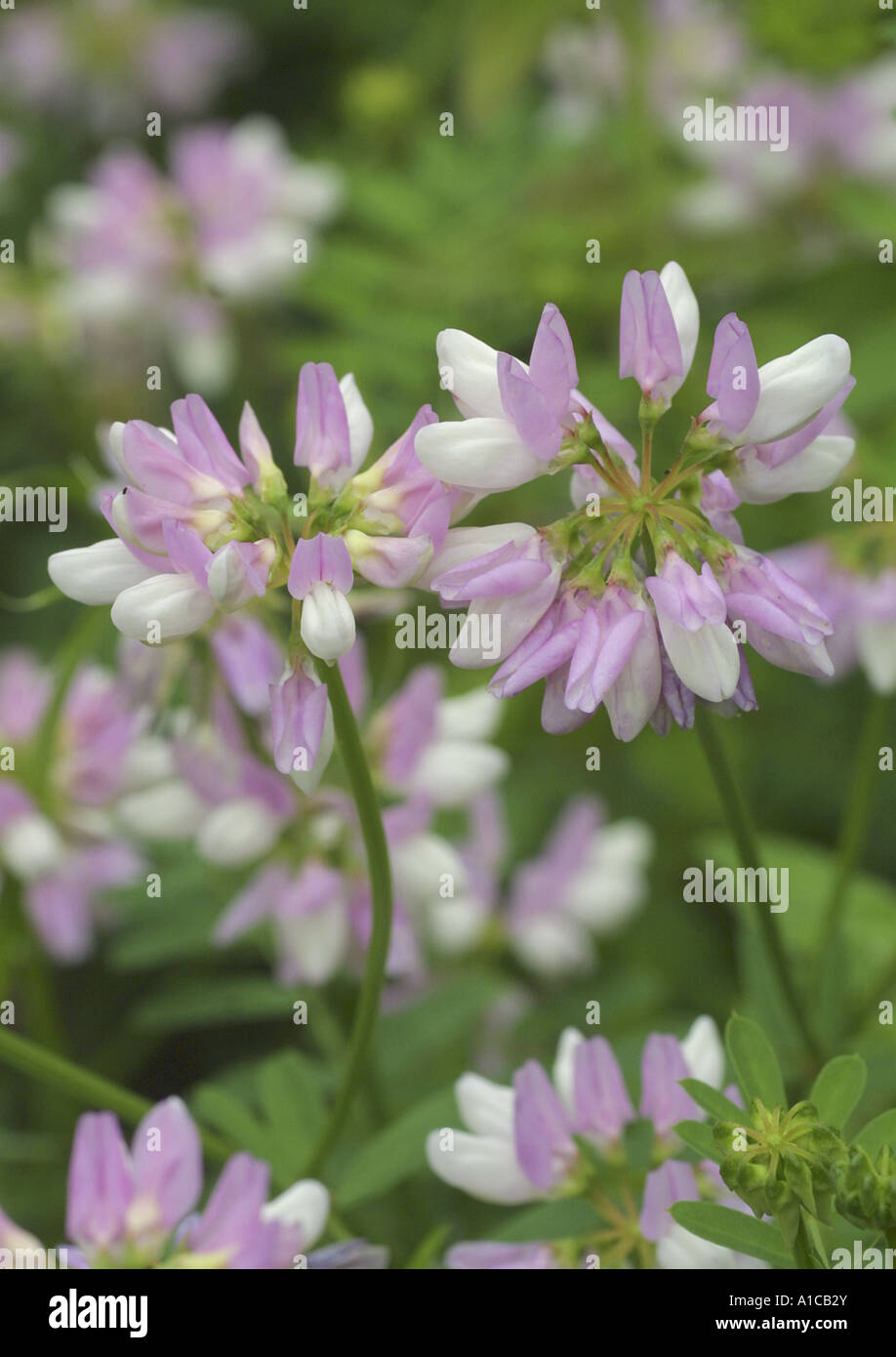 crown vetch, trailing crownvetch, common crown-vetch (Coronilla varia