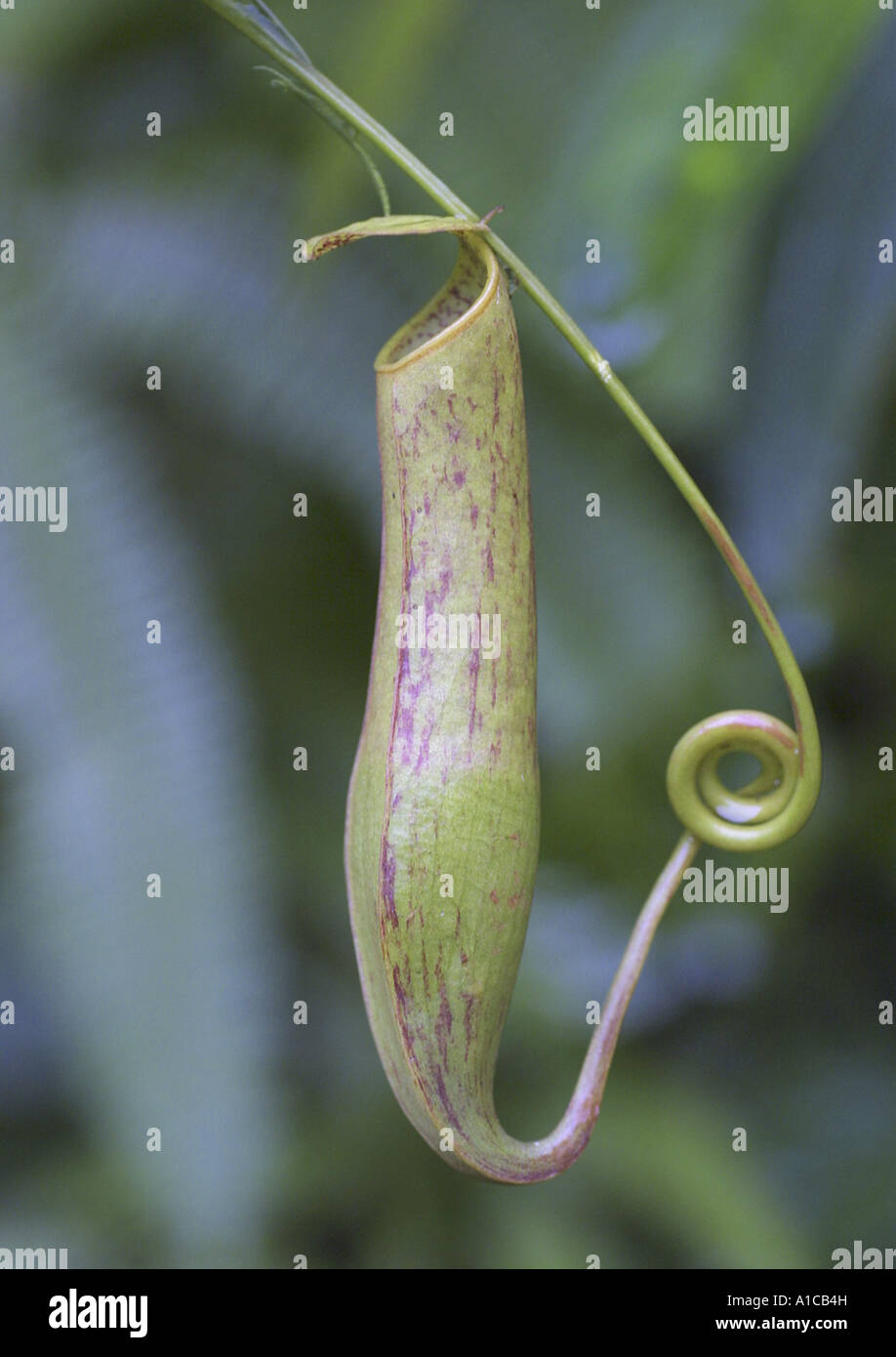 pitcher plant (Nepenthes spec.), special leaf for catching insects, Indonesia Stock Photo