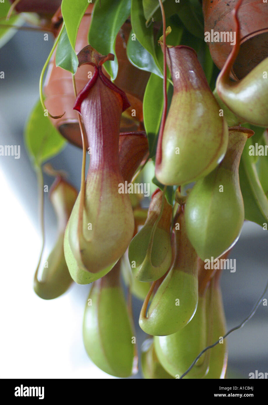 pitcher plant (Nepenthes spec.), special leaf for catching insects Stock Photo