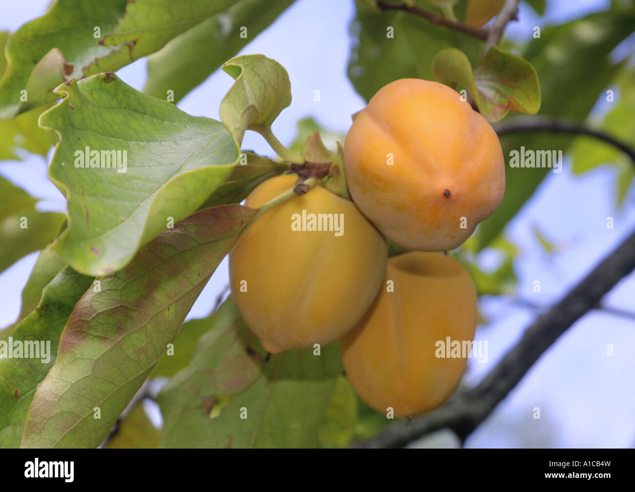 kaki plum tree, Japanese persimmon (Diospyros kaki), ripe fruits Stock Photo