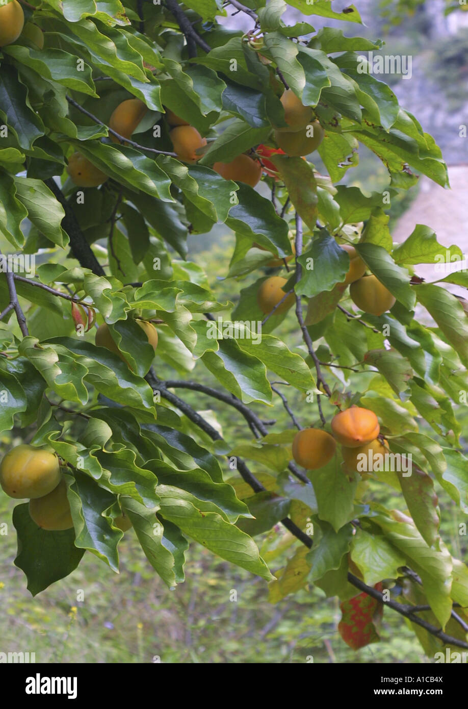 kaki plum tree, Japanese persimmon (Diospyros kaki), ripe fruits Stock Photo