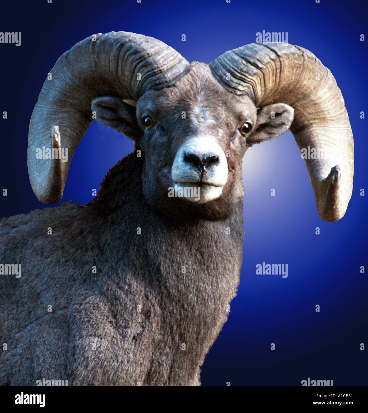 Rocky Mountain Big Horn Sheep Stock Photo - Alamy