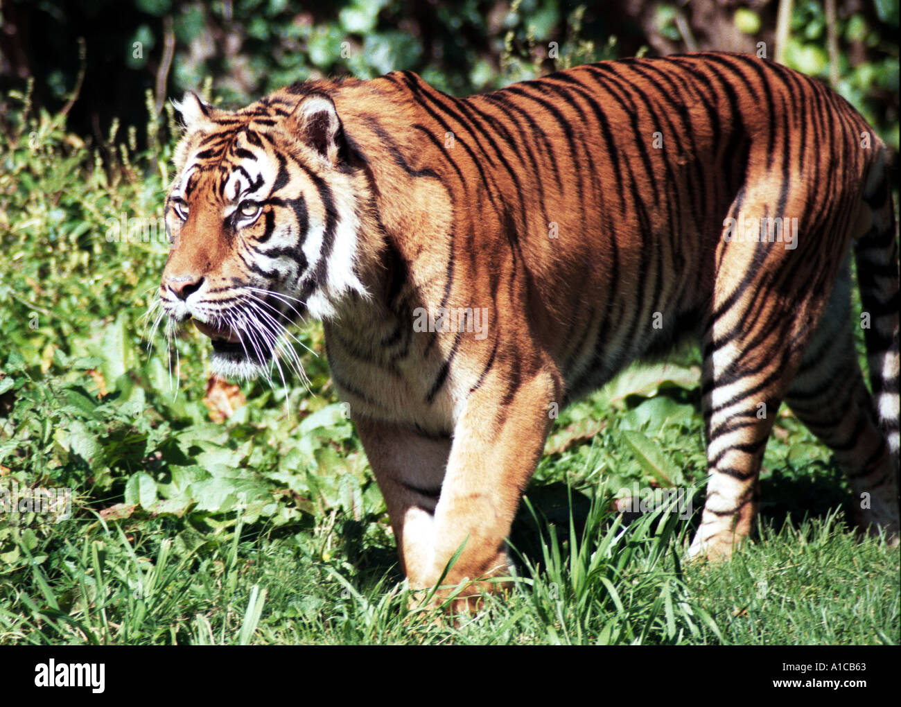 San francisco zoo tiger hi-res stock photography and images - Alamy