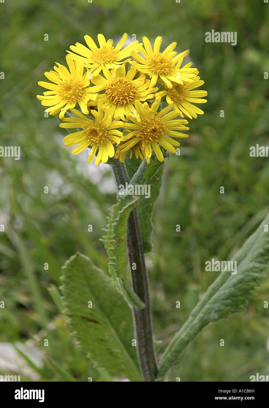 ragwort, groundsel (Tephroseris gaudinii, Tephroseris longifolia ssp. gaudinii, Senecio gaudinii), blooming plant, Italy, Lake Stock Photo