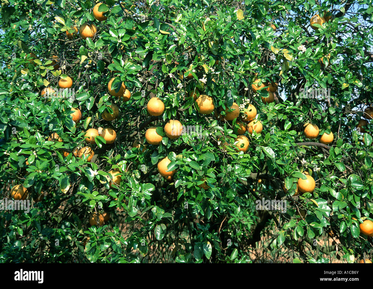Tree with fruits h hi-res stock photography and images - Alamy