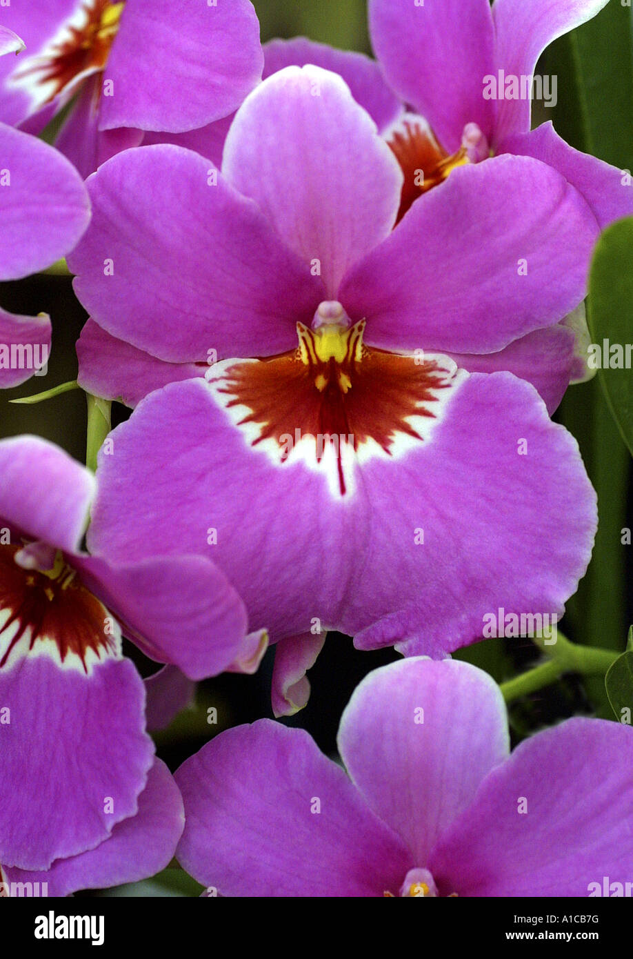 Pansy Orchid (Miltonia-Hybride), flower Stock Photo