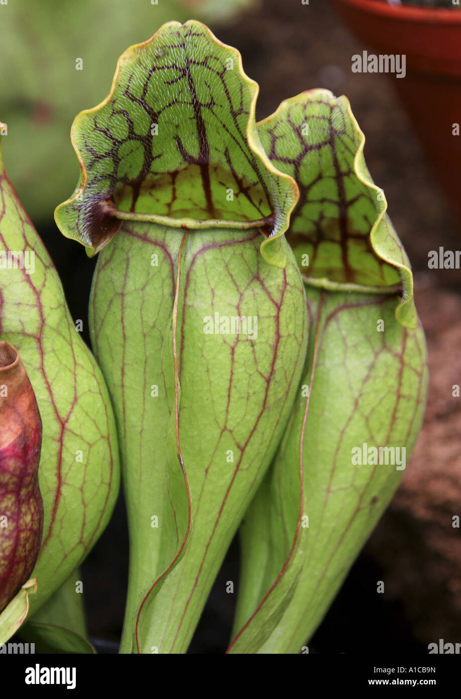 northern pitcher plant (Sarracenia purpurea), ascidiate leaves Stock Photo