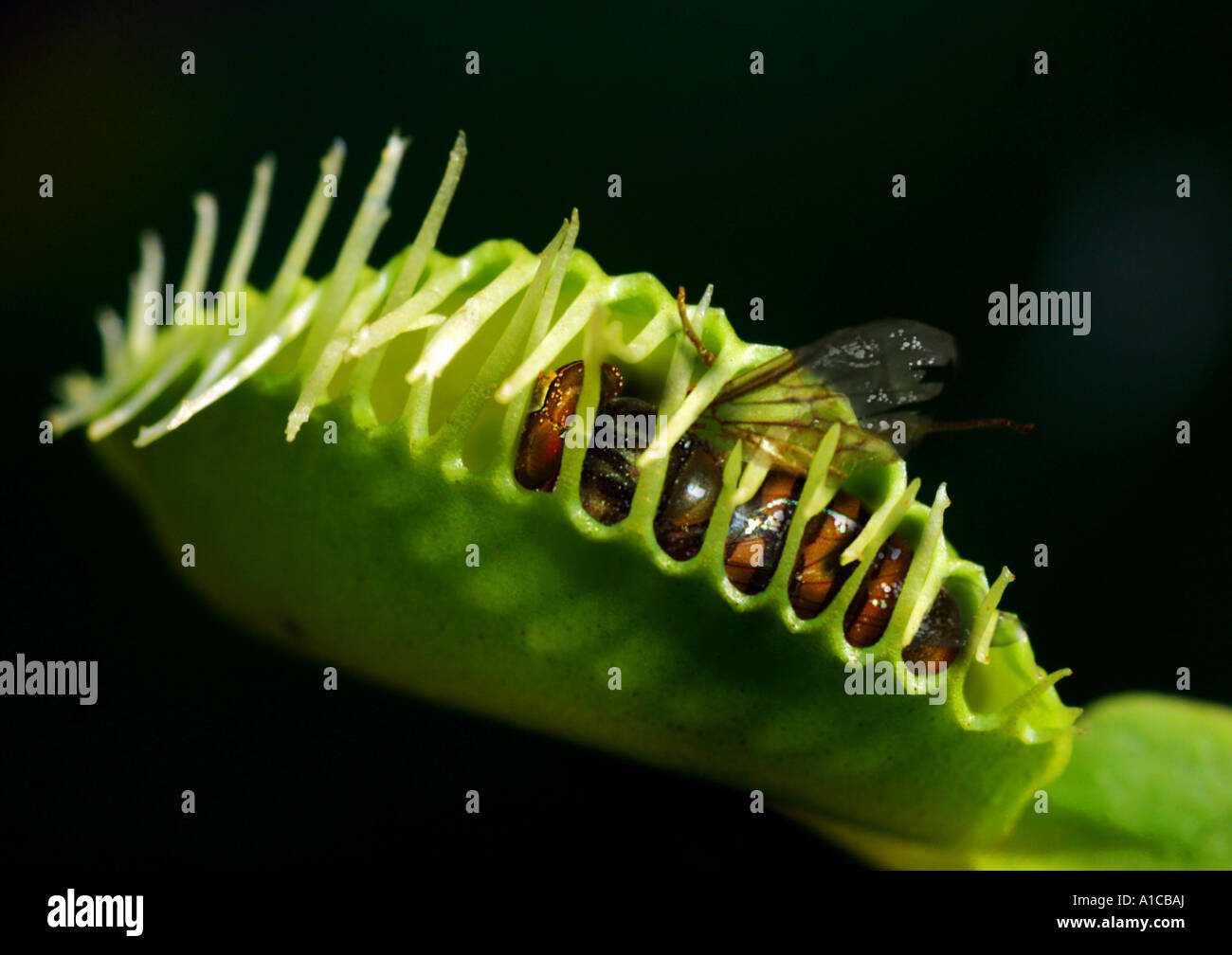 Most Dangerous Venus Fly Trap At Lawrence Burgess Blog Most Dangerous Venus Fly Trap At Lawrence Burgess Blog