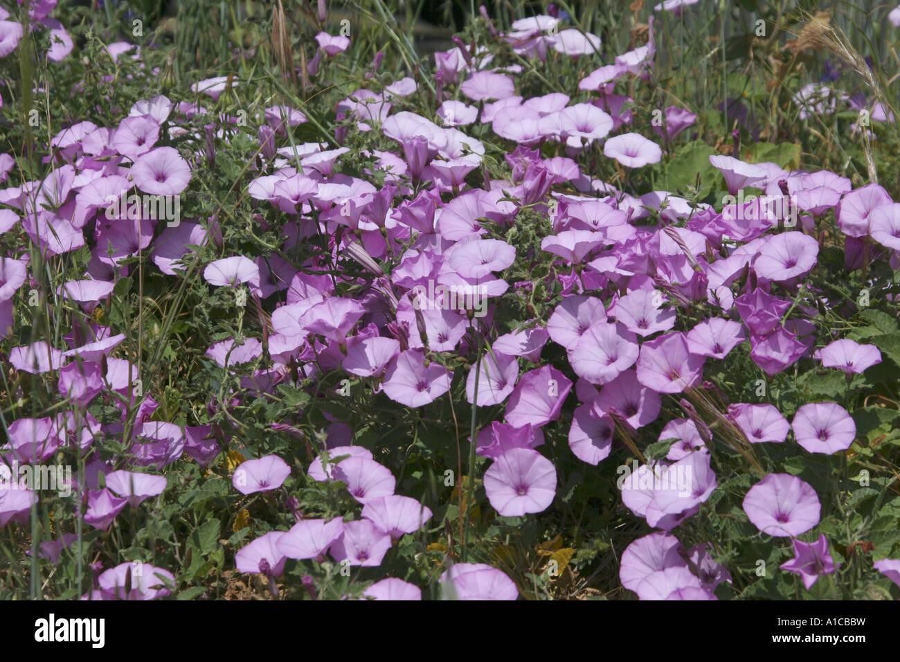 Mallow leaved bindweed, Mallow-leaved bindweed (Convolvulus althaeoides), blooming plants, Spain, Canary Islands, Tenerife Stock Photo