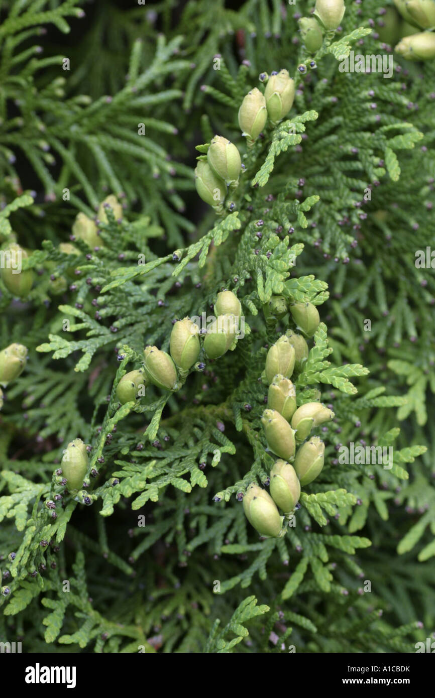 yellow cedar, eastern white cedar (Thuja occidentalis), detail with female cones Stock Photo