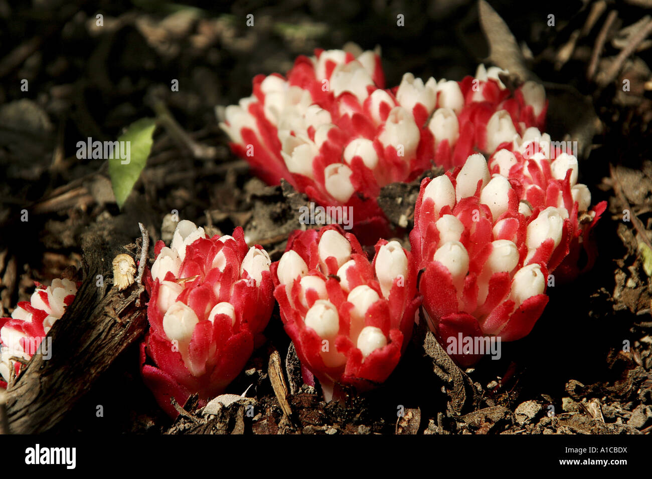 yellow hypocistis (Cytinus hypocistis), blooming plants Stock Photo