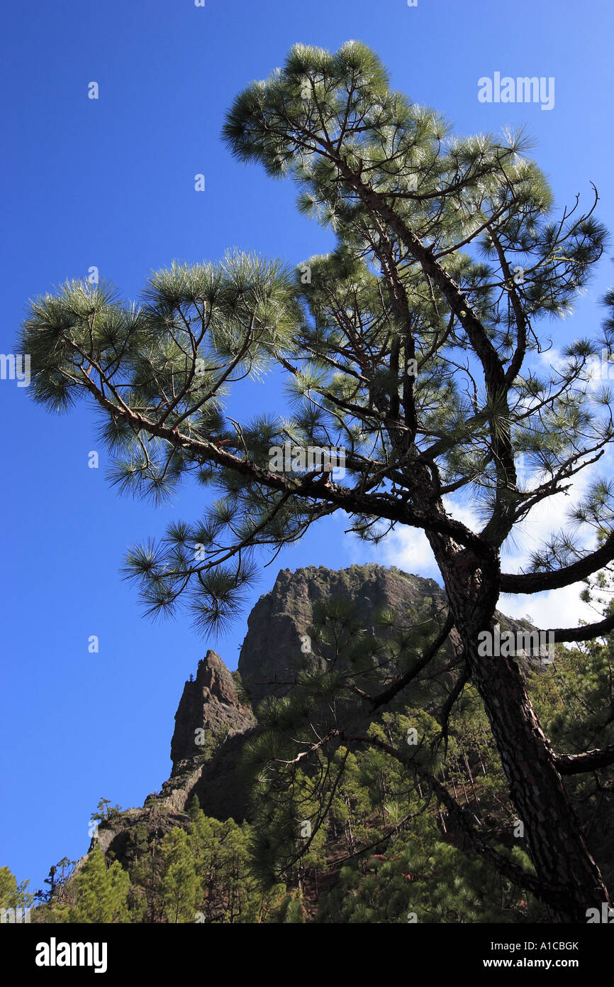 Canary pine (Pinus canariensis), single tree in the Caldera de Taburiente, Spain, Canary Islands, La Palma Stock Photo