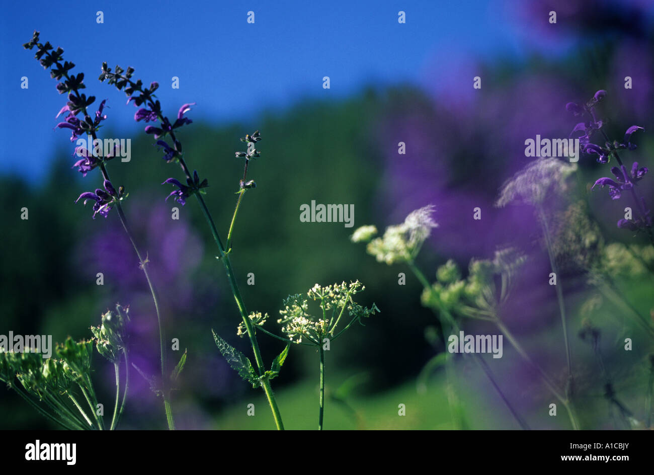 wild summer flowers meadow blue tones field alps Stock Photo - Alamy