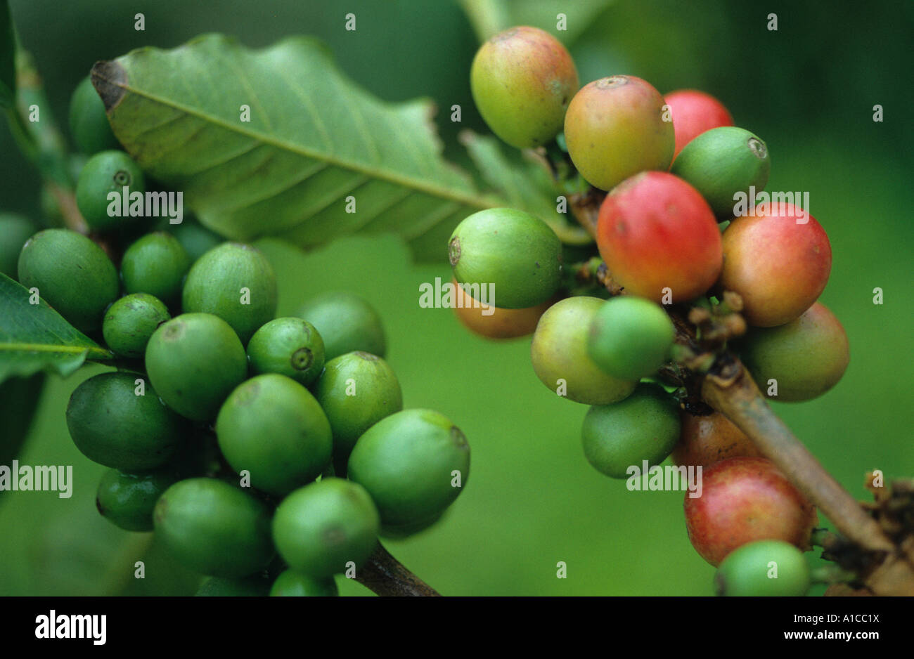 coffee plant fruit grow tree close closeup detail Stock Photo Alamy