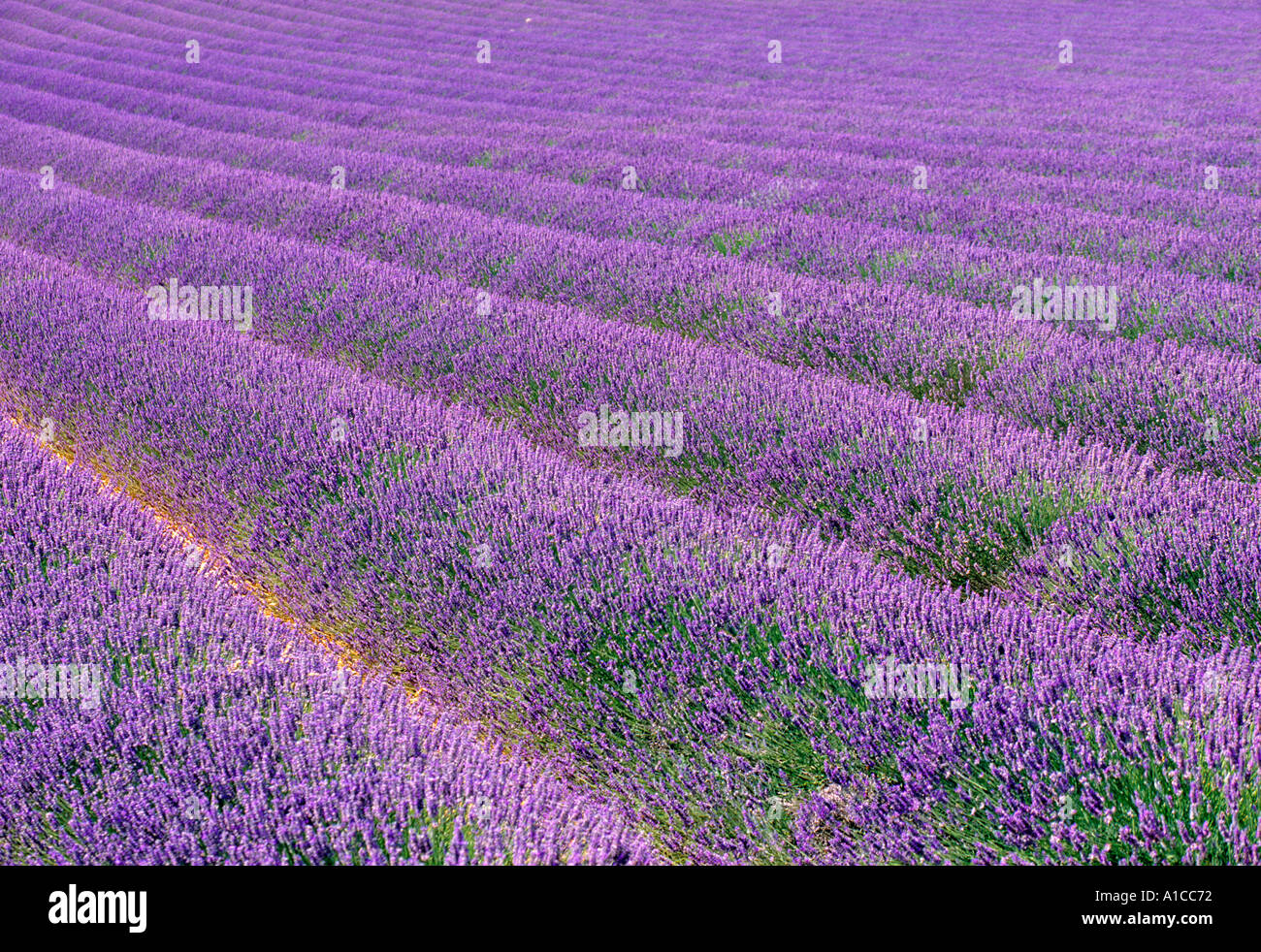 Lavender fields, Provence, France Stock Photo