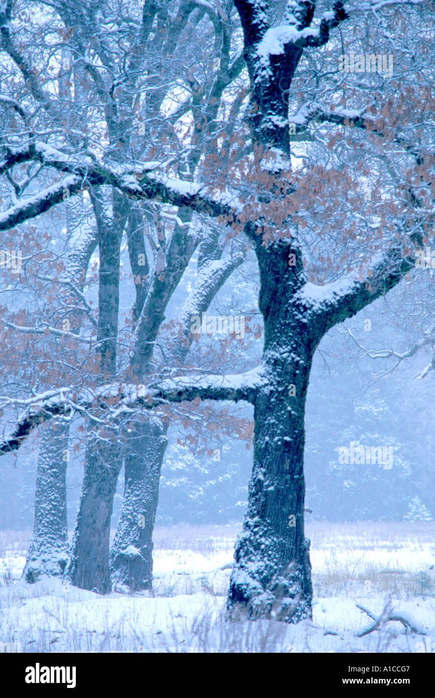 big oak trees during a winter snow storm in Yosemite National Park in California Stock Photo