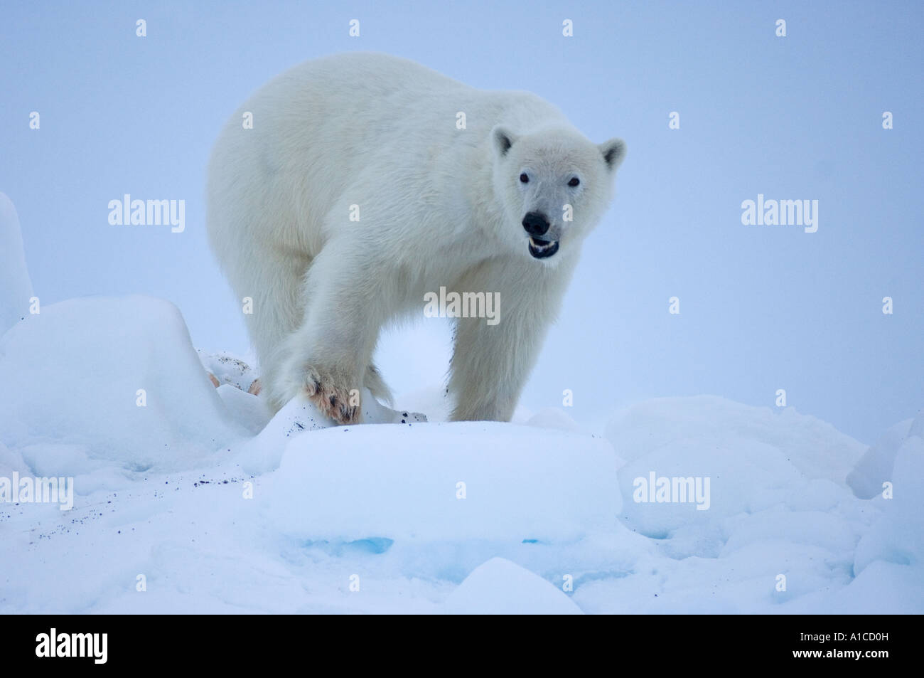 Polar Bear Ursus Maritimus In Rough Ice On The Frozen Eastern Chuckchi Sea Arctic Alaska Stock 7618