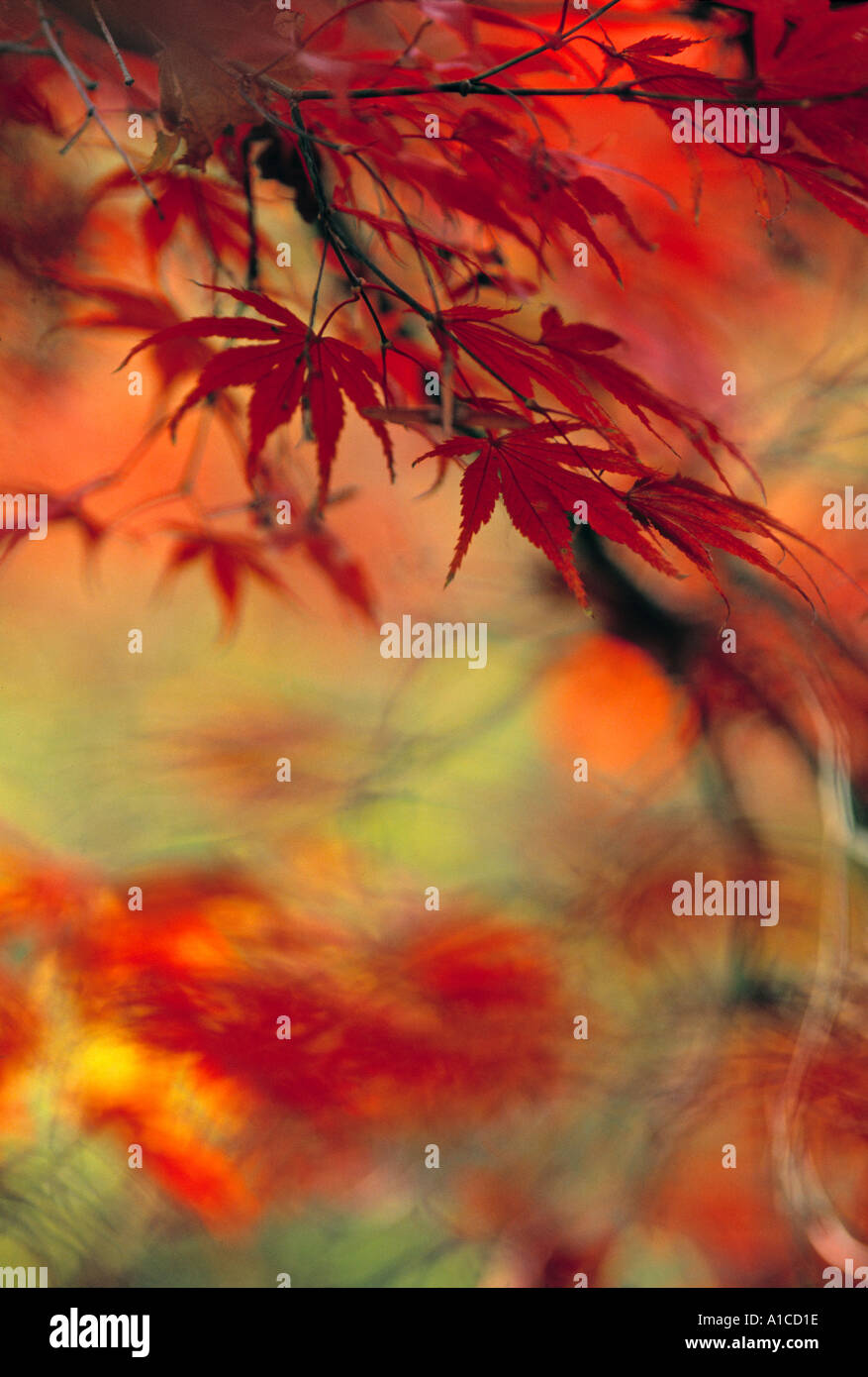 Maple leaves hi-res stock photography and images - Alamy