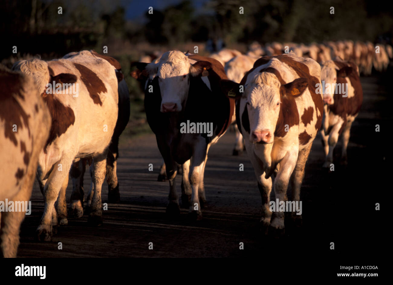 Til the cows come home Stock Photo - Alamy