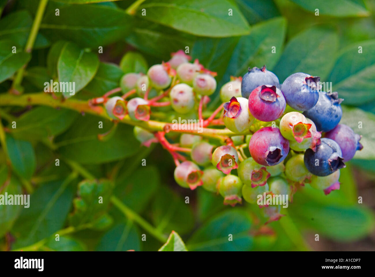 Unripe blueberries Stock Photo