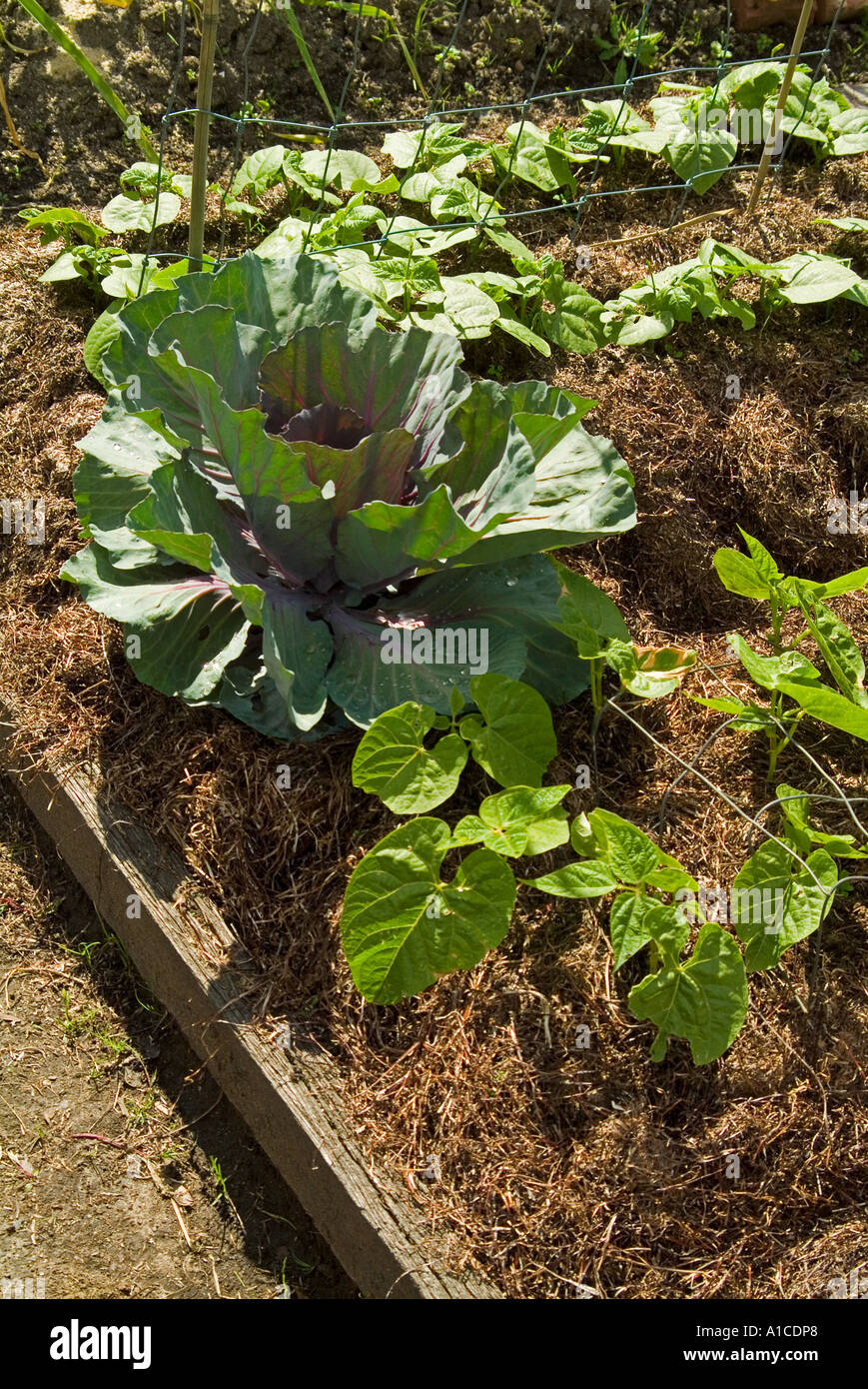 Vegetables being grown in raised beds Stock Photo