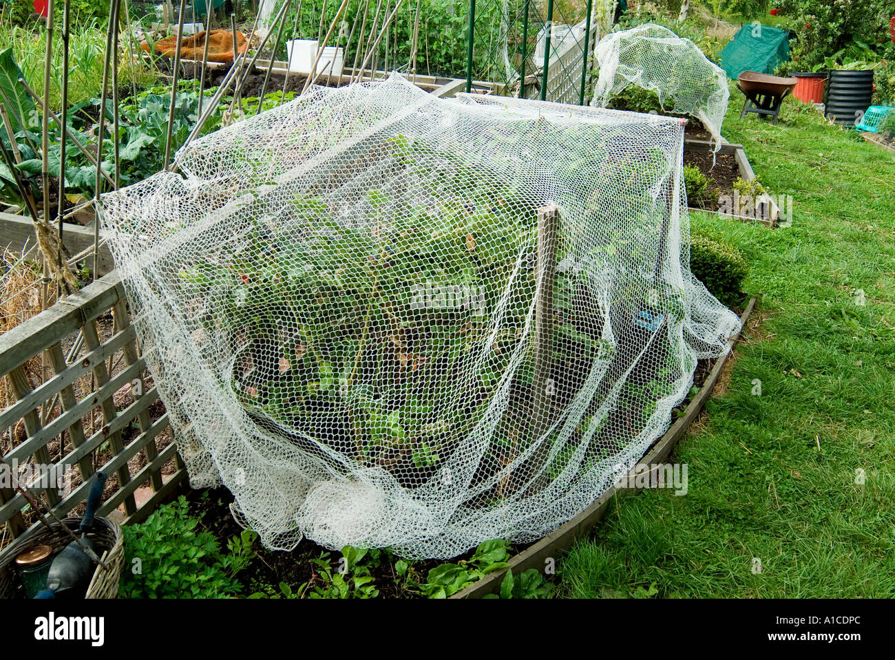 Ripening blueberries under nets to protect them from birds Stock Photo