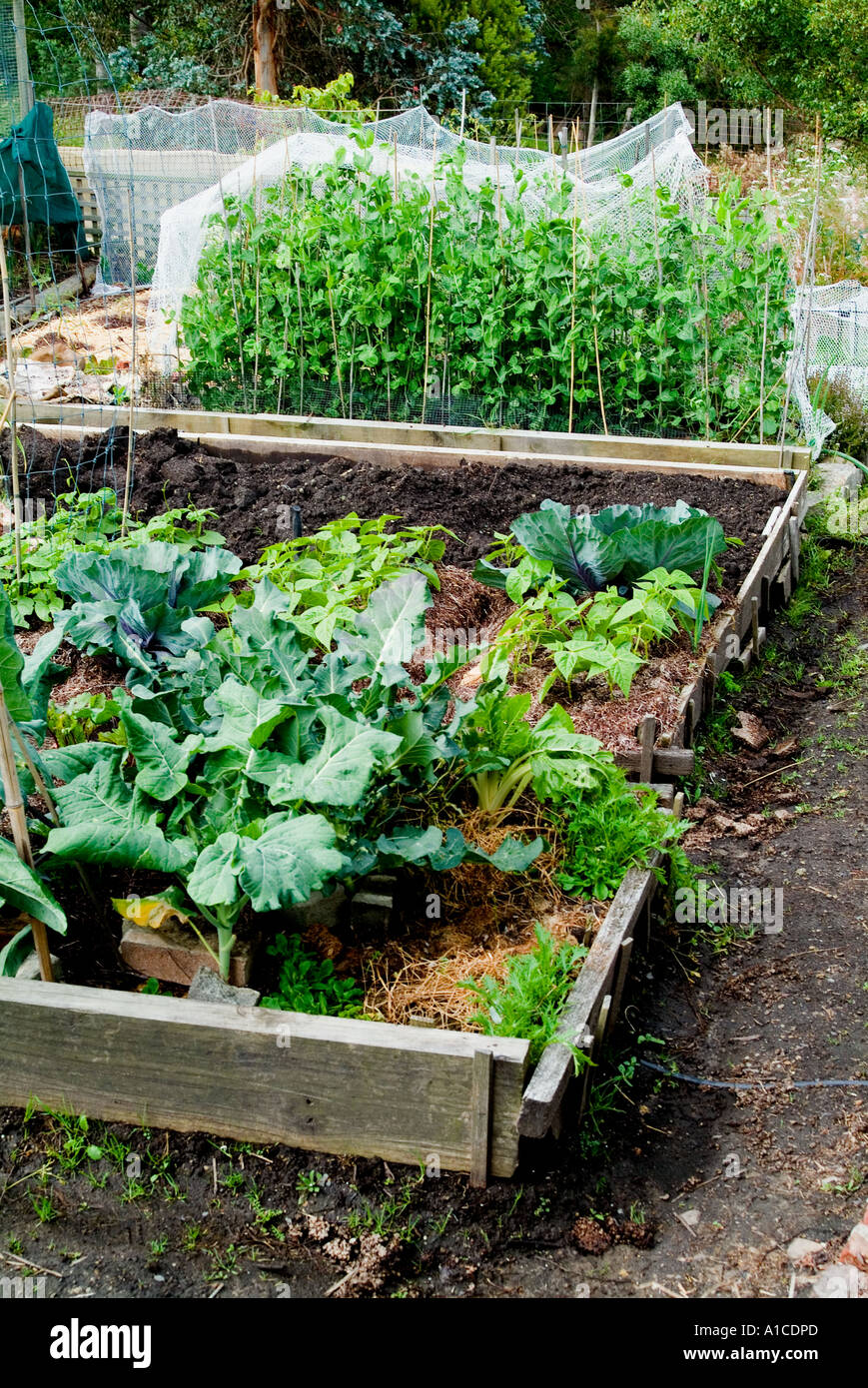 Vegetables being grown in raised beds Stock Photo Alamy