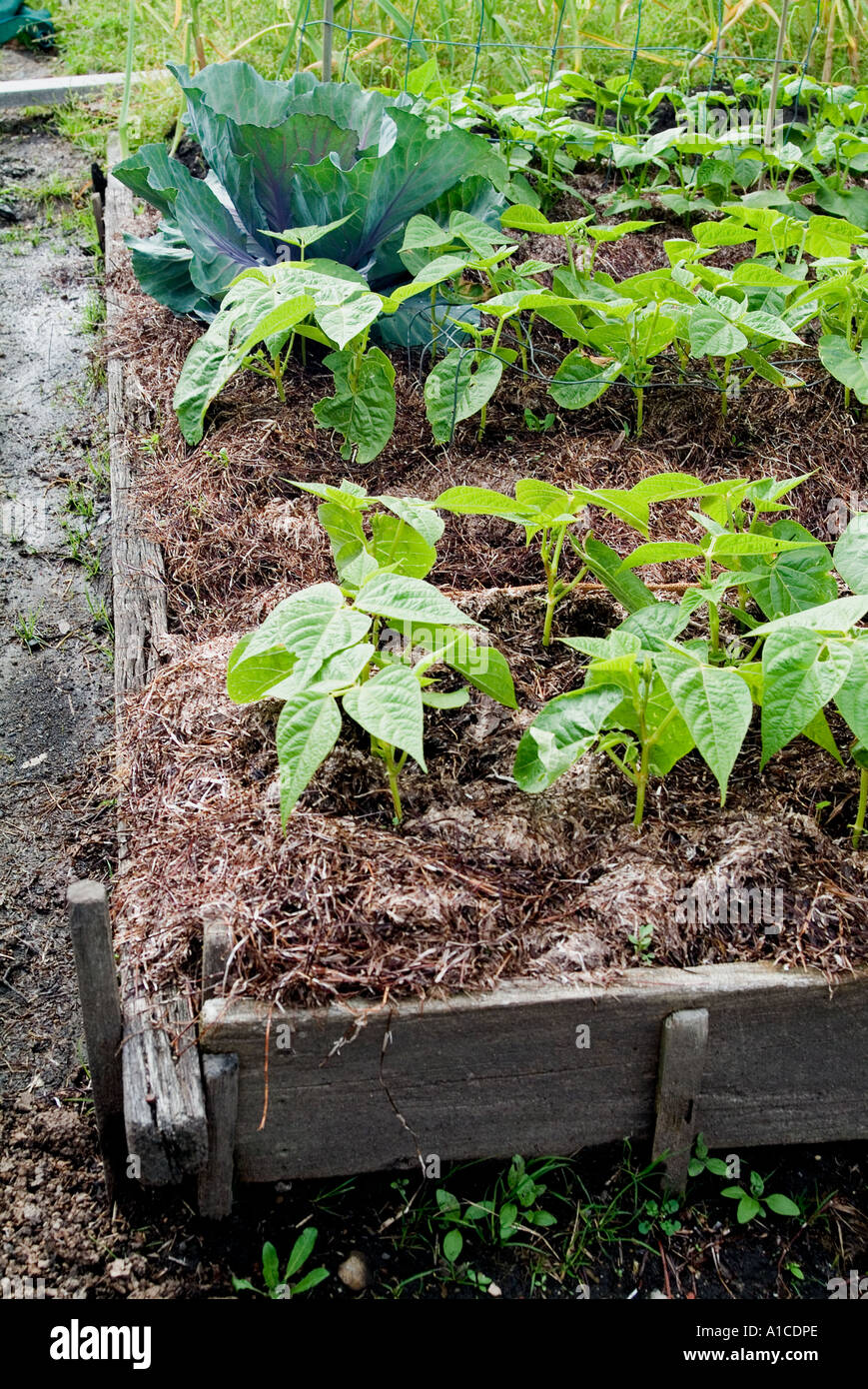 Raised beds vegetables beans hi-res stock photography and images - Alamy