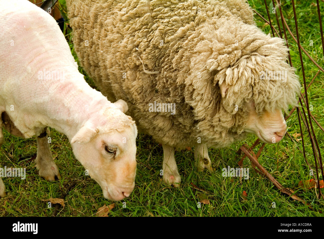 Shorn and unshorn Corriedale Merino crossbred sheep Stock Photo