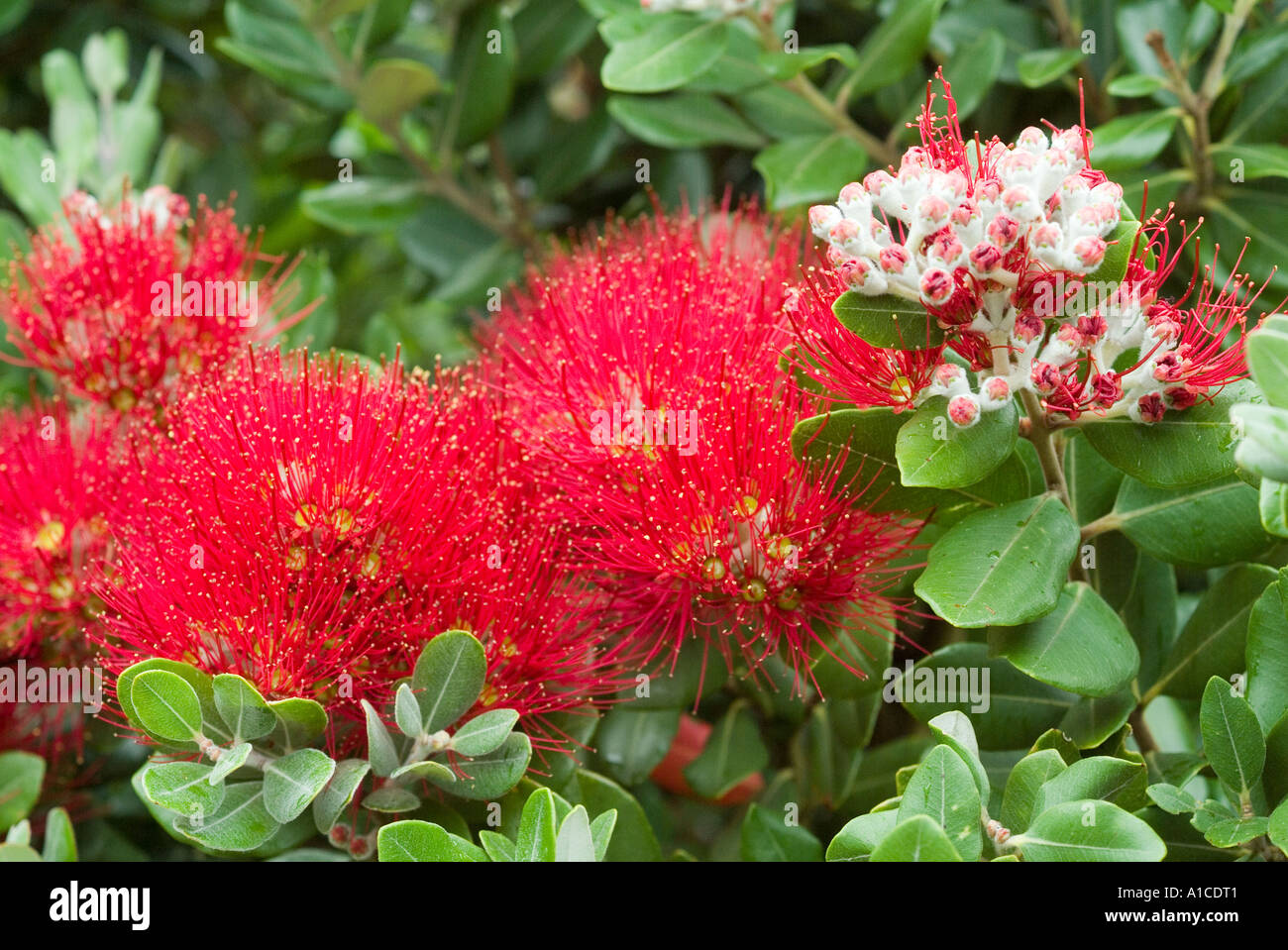 New Zealand Christmas bush Stock Photo Alamy