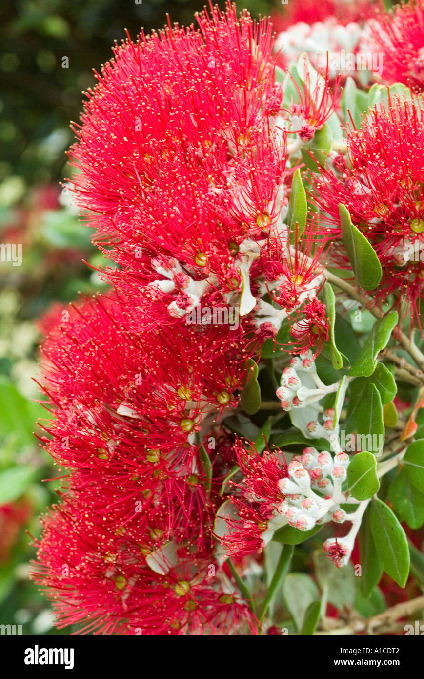 New Zealand Christmas bush Stock Photo Alamy