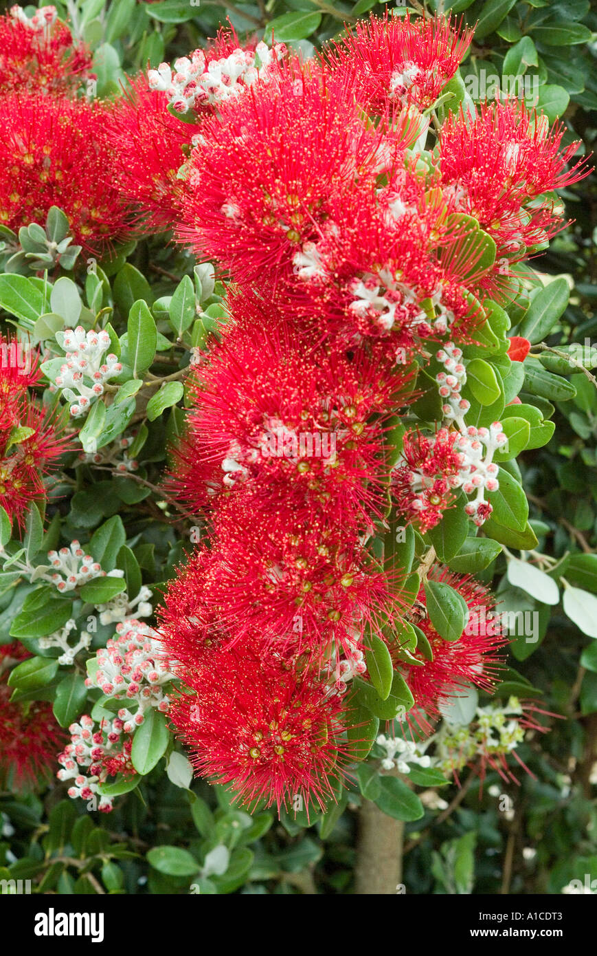New Zealand Christmas bush Stock Photo Alamy