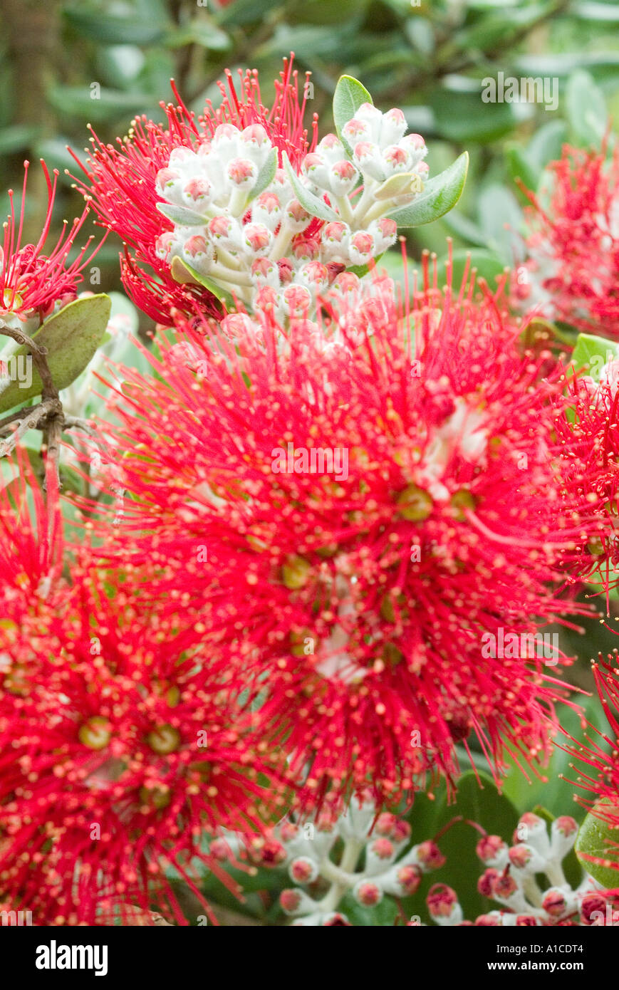 New Zealand Christmas bush Stock Photo Alamy